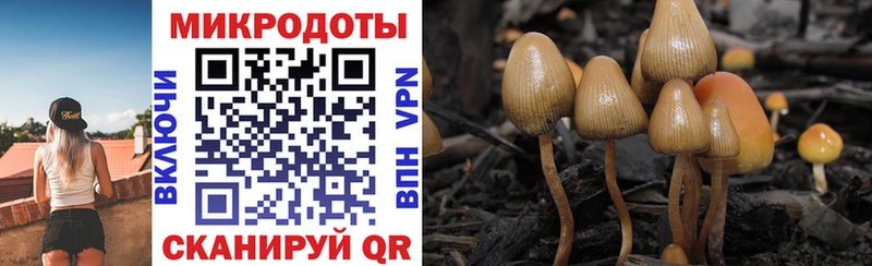 Псилоцибиновые грибы мицелий  Салаир 